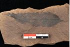 Foto (Detailsansicht) von Quercus palaeoilex Ettingshausen (NHMW-GEO-2024-0188-0854)